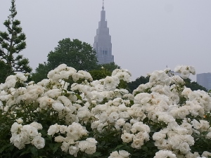 白いバラに映える高層ビル
